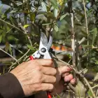 Tesoura de Poda Felco 11 c/ Oferta de Gorro - Tesoura de Poda Felco 11 c/ Oferta de Gorro