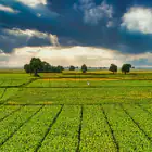 Robot Destroçador de Mato a Diesel LV 300 PRO c/ Controlo Remoto - Robot Destroçador de Mato a Diesel LV 300 PRO c/ Controlo Remoto