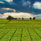 Robot Destroçador de Mato a Diesel LV 400 X c/ Controlo Remoto - Robot Destroçador de Mato a Diesel LV 400 X c/ Controlo Remoto