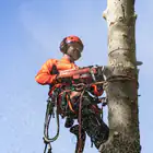 Motosserra Husqvarna 545XP Mark II – PROFISSIONAL - Motosserra Husqvarna 545XP Mark II – PROFISSIONAL