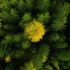 Husqvarna 122IB Cordless Blower + Battery and Charger Included - Husqvarna 122IB Cordless Blower + Battery and Charger Included