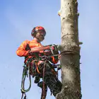 Motosserra Husqvarna 545XP Mark II – PROFISSIONAL - Motosserra Husqvarna 545XP Mark II – PROFISSIONAL