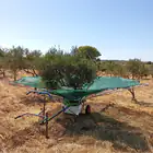 Light Olive/Fruit Picker 5MT